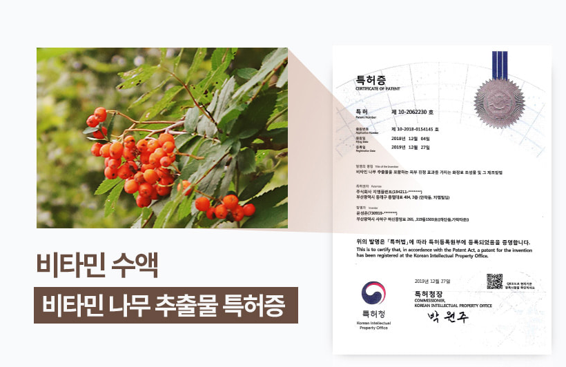 비타민나무 추출물 특허증